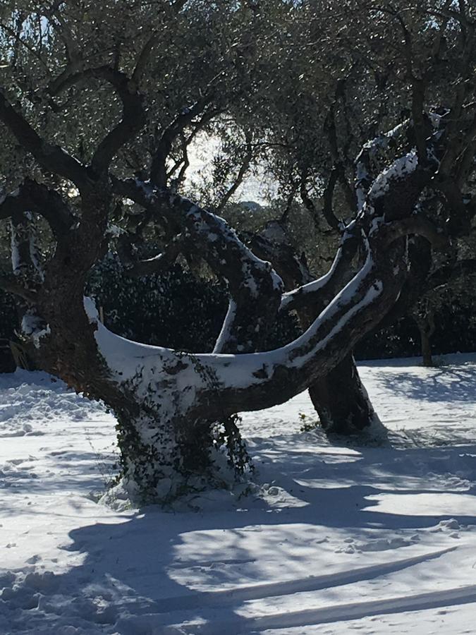 Il Poggio Degli Ulivi Διαμέρισμα Trevignano Romano Εξωτερικό φωτογραφία
