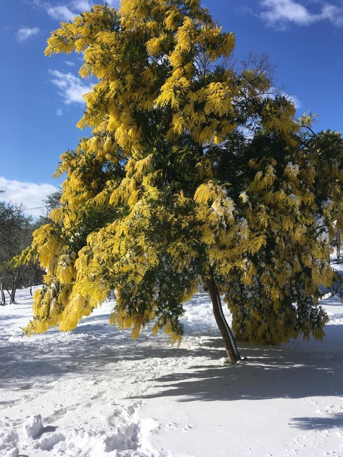 Il Poggio Degli Ulivi Διαμέρισμα Trevignano Romano Εξωτερικό φωτογραφία