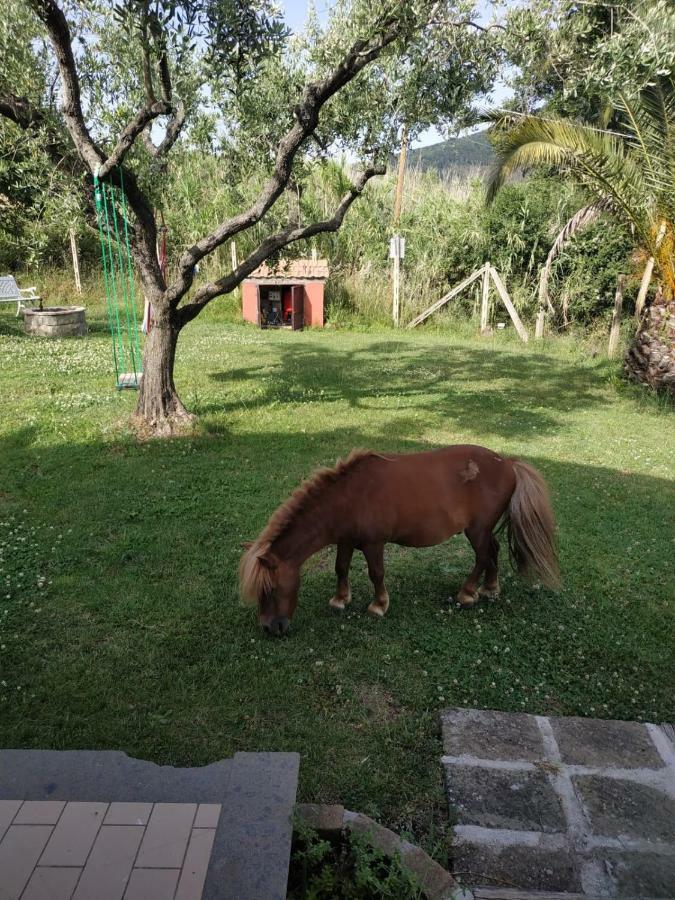 Il Poggio Degli Ulivi Διαμέρισμα Trevignano Romano Εξωτερικό φωτογραφία